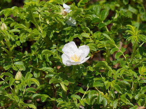 Rosa majalis - Rosier de mai ou rosier cannelle &agrave; fleur de rose simple et blanche
