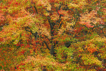 Obrazy na Szkle  Jesienny krajobraz klonu w szczytowym kolorze, Yankee Springs State Park, Michigan, USA