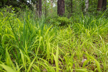 Green grass in forest near Erlangen