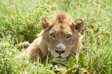 Obraz na płótnie Canvas A Young Lion in the morning sun of Ngorongoro crater Serengeti