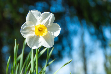 Narcissus flowers. Spring flowers on a natural background