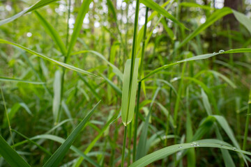 Fototapeta premium High green grass with dew in forest