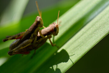 grasshopper is on a green leaf 

