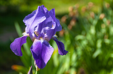 Spring iris flowers on a natural background