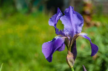 Spring iris flowers on a natural background