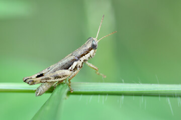 grasshopper is on a green leaf 
 
