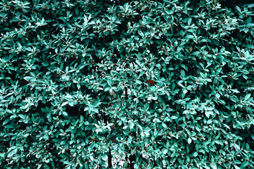 Green bush background texture.