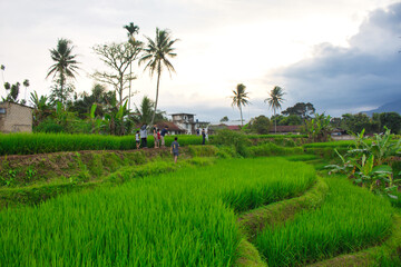 Fototapeta na wymiar Rice fields in Sukabumi, West Java, Indonesia