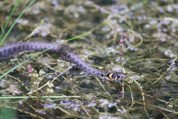 Gras Snake in Lake Natrix Natrix Portrait