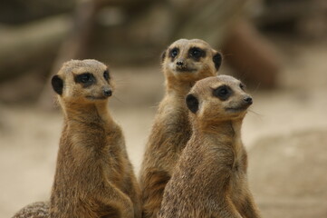 Meerkats