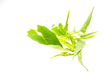 Naklejka premium water convolvulus