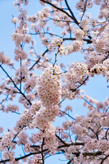 Cherry blossoms or Sakura flowers in Japan.