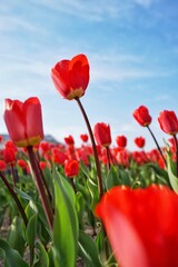 Obraz premium Tulip