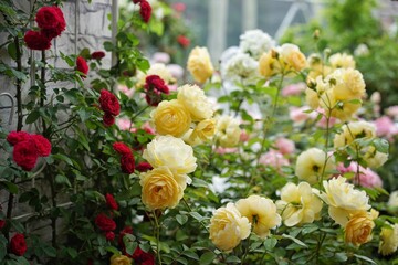 Roses