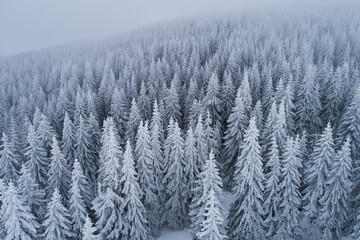 Frozen mountain forest in winter