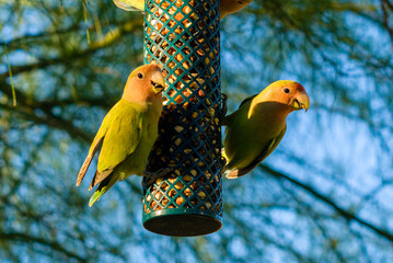 Wild Lovebirds of Phoenix