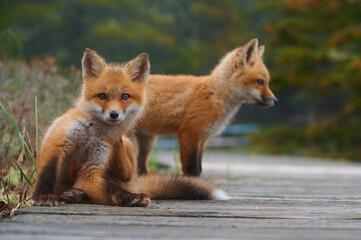 Wild baby red foxes at the beach, June 2020, Nova Scotia, Canada