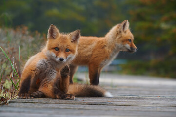 Wild baby red foxes at the beach, June 2020, Nova Scotia, Canada