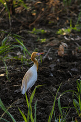 Egret in sugarcane field