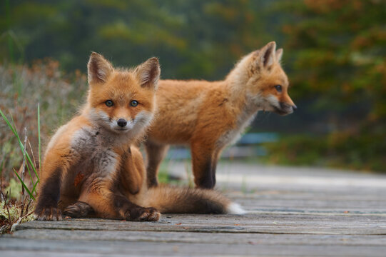 Wild baby red foxes at the beach, June 2020, Nova Scotia, Canada