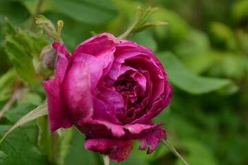 Tea rose growing in the garden with drops of water after rain. It is used for brewing tea. Wallpaper,
