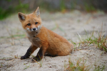 Wild baby red fox at the beach, June 2020, Nova Scotia, Canada