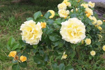 
Delicate yellow roses bloom on a bush in the summer in the garden