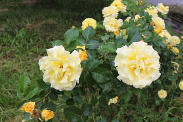 
Delicate yellow roses bloom on a bush in the summer in the garden