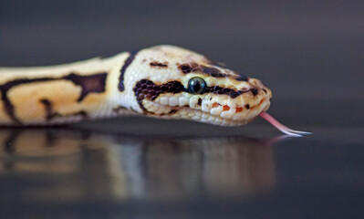 Bumblebee ball python (Python regius)