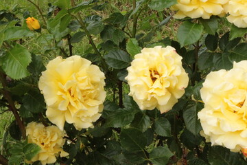 
Delicate yellow roses bloom on a bush in the summer in the garden