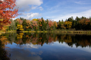 autumn trees reflected in water