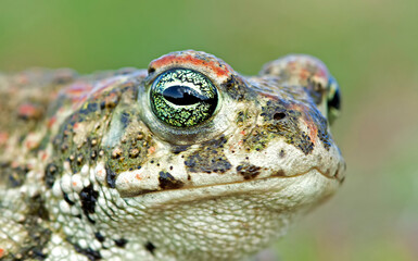 Natterjack toad (Epidalea calamita)
