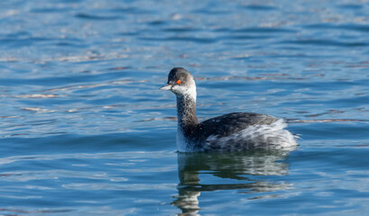 Horned Grebe (Podiceps auritus)