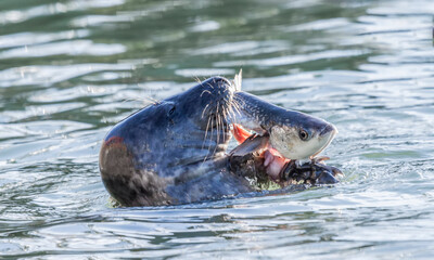 Grey seal (Halichoerus grypus) eating a fish