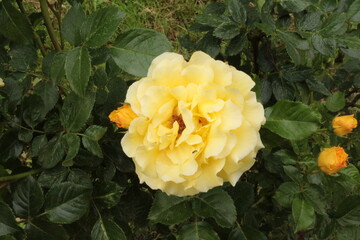 
Delicate yellow roses bloom on a bush in the summer in the garden