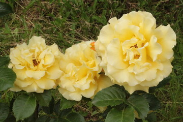 
Delicate yellow roses bloom on a bush in the summer in the garden