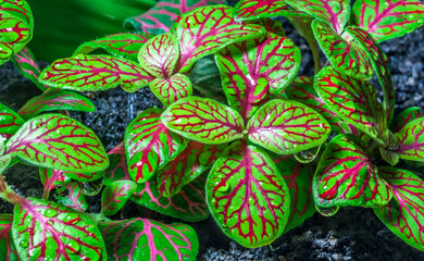 Mosaic plant (Fittonia)
