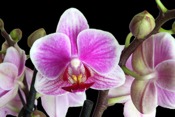 Phalaenopsis Orchid isolated on black.