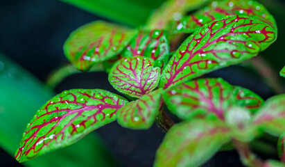 Mosaic plant (Fittonia)