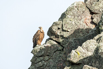 Single eurasian griffon vulture (Gyps fulvus) standing on a rock.