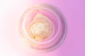 seashell in water in a glass vase. The concept of rest