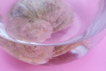 seashell in water in a glass vase. The concept of rest