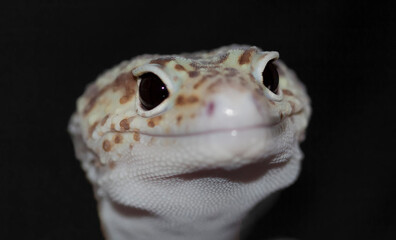 Jungle leopard gecko (Eublepharis macularius)