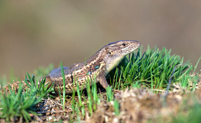 Long-tailed lizard (Psammodromus algirus)