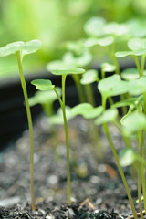 green leaves in garden macro background and texture 