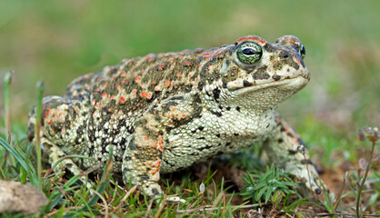 Natterjack toad (Epidalea calamita)