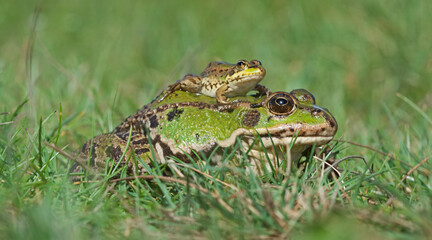 Adult and juvenile Perez´s frog (Pelophylax perezi).