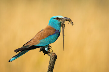 European roller, coracias garrulus, siting still with reptile in beak from side view. Wild predatory bird with a nutritious catch on a perch in steppe. Animal wildlife in nature.