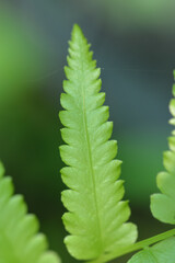 green leaf in garden 