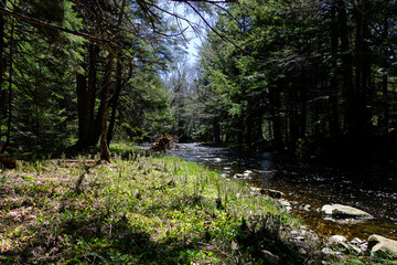 stream in the woods